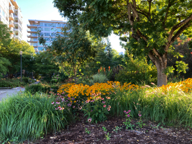South Waterfront Garden - I keep seeing this as a planting prototype - more diversity and fewer trees